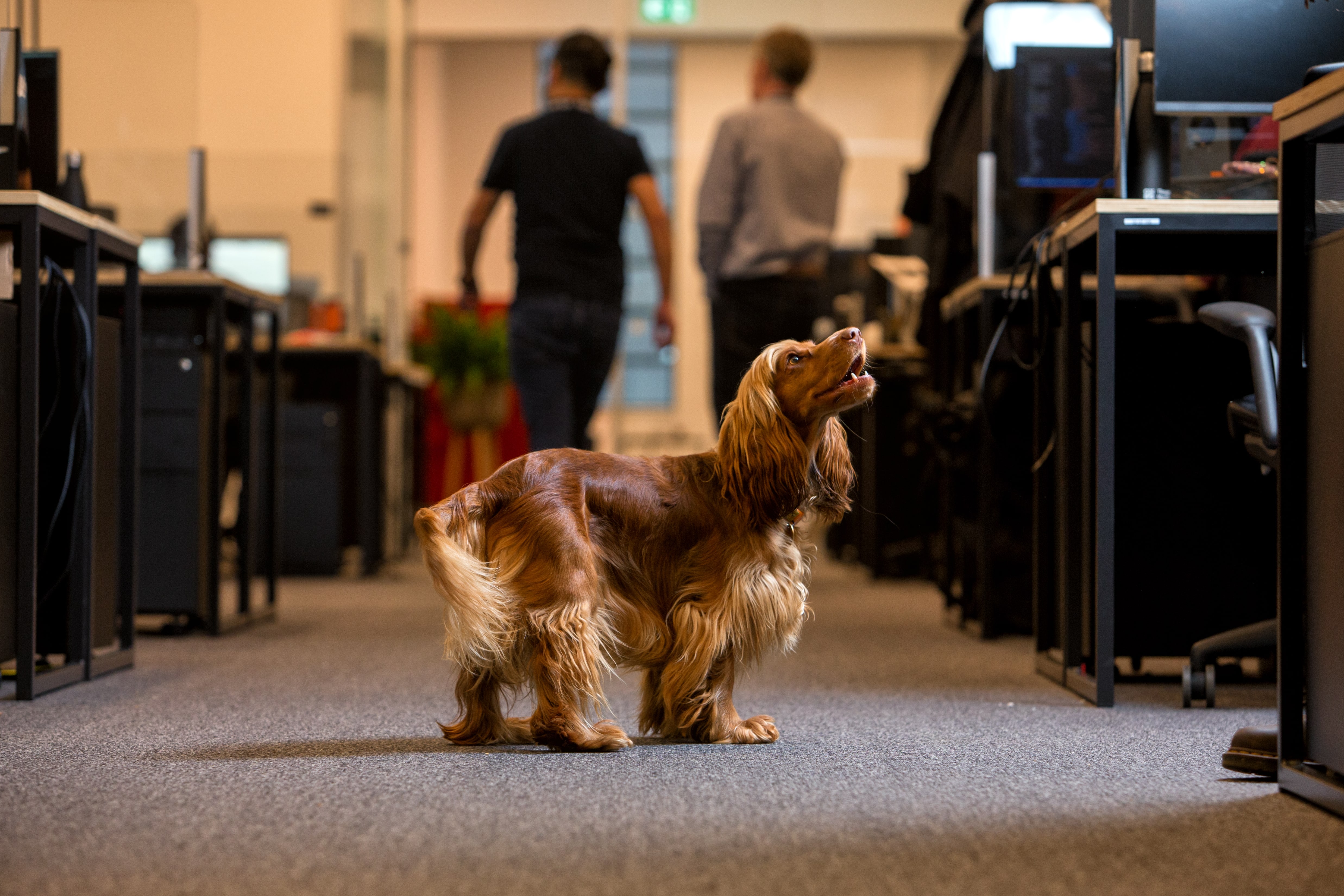 A beautiful Cocker Spaniel dog in the Thought Machine office